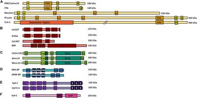 Coupling the Structural and Functional Assembly of Synaptic Release Sites